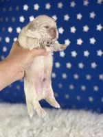 Akc jelly  chocolate covered cream DNA OFA , a male Pekingese for sale in Canton, OH – 2 of 5