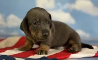 Akc piston blue and tan SH DNA OFA , a male Miniature Dachshund for sale in Canton, OH – 1 of 7