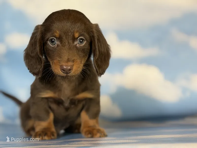 ACA Elliot LH PRA clear OFA Chic parents  – Miniature Dachshund puppy for sale in Canton, OH