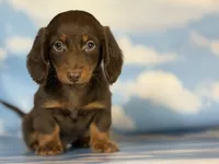 ACA Elliot LH PRA clear OFA Chic parents , a male Miniature Dachshund for sale in Canton, OH – 1 of 6
