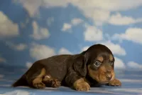 Luca LH ACA Chic parents dna clear , a male Miniature Dachshund for sale in Canton, OH – 2 of 5