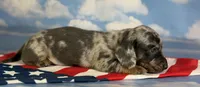 AKC pixel SH DNA OFA, a male Miniature Dachshund for sale in Canton, OH – 2 of 5