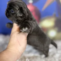 AKC DNA OFA Blue Boots, a male Pekingese for sale in Canton, OH – Photo 8 of 10