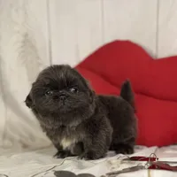 AKC DNA OFA Blue Boots, a male Pekingese for sale in Canton, OH – Photo 9 of 10