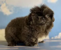 AKC DNA OFA Blue Boots, a male Pekingese for sale in Canton, OH – Photo 10 of 10