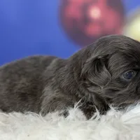AKC DNA OFA Blue Boots, a male Pekingese for sale in Canton, OH – Photo 7 of 10