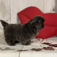 AKC DNA OFA Blue Boots, a male Pekingese for sale in Canton, OH – Photo 4 of 10