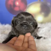 AKC DNA OFA Blue Boots, a male Pekingese for sale in Canton, OH – Photo 3 of 10