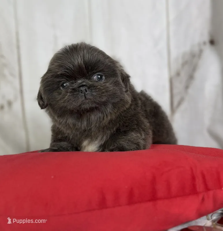 AKC DNA OFA Blue Boots