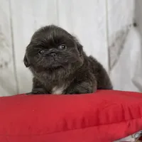 AKC DNA OFA Blue Boots, a male Pekingese for sale in Canton, OH – Photo 2 of 10