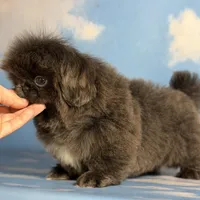 AKC DNA OFA Blue Boots, a male Pekingese for sale in Canton, OH – Photo 5 of 10