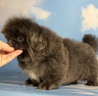 AKC DNA OFA Blue Boots, a male Pekingese for sale in Canton, OH – Photo 5 of 10