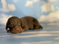 ACA Everest LH male PRA clear OFA Chic Parents , a male Miniature Dachshund for sale in Canton, OH – 7 of 9