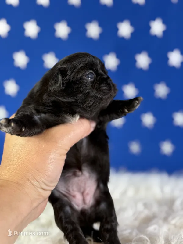 Akc Phoenix DNA OFA GC sired  – Pekingese puppy for sale in Canton, OH