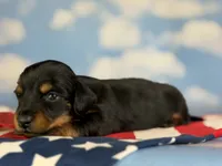 Akc petunia LH DNA OFA, a female Miniature Dachshund for sale in Canton, OH – 2 of 6