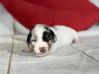 AKC DNA Clear Flossie-  OFA, a female Miniature Dachshund for sale in Canton, OH – Photo 2 of 9