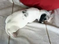 AKC DNA Clear Flossie-  OFA, a female Miniature Dachshund for sale in Canton, OH – Photo 6 of 9