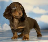 ACA Elliot LH PRA clear OFA Chic parents , a male Miniature Dachshund for sale in Canton, OH – 4 of 6