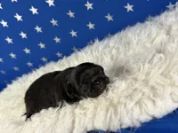 Akc Phoenix DNA OFA GC sired , a female Pekingese for sale in Canton, OH – 7 of 8
