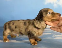 Vader -ACA DNA OFA, a male Miniature Dachshund for sale in Canton, OH – Photo 8 of 8