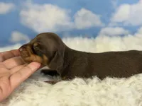 Akc Fonzie SH Chocolate and tan parents chic and DNA , a male Miniature Dachshund for sale in Canton, OH – 2 of 10