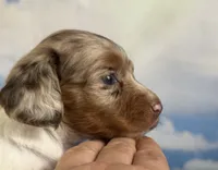 Vixen LH PRA clear OFA Chic parents, a female Miniature Dachshund for sale in East Sparta, OH – 2 of 7