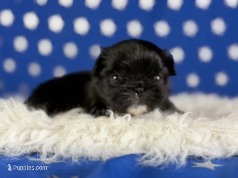 Akc Beyoncé DNA OFA  – Pekingese puppy for sale in Canton, OH