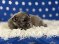 Akc Blue boy DNA OFA , a male Pekingese for sale in Canton, OH – 4 of 5