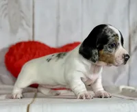 AKC DNA Clear Flossie-  OFA, a female Miniature Dachshund for sale in Canton, OH – Photo 8 of 9