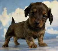 AKC Rosemary shaded LH PRA clear Choc parents , a female Miniature Dachshund for sale in East Sparta, OH – 2 of 4