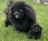 Akc Pickles DNA OFA GC sired , a male Pekingese for sale in Canton, OH – 6 of 7