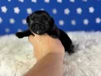 Akc pretzel DNA OFA GC sired, a male Pekingese for sale in Canton, OH – 2 of 5