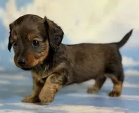 AKC Rosemary shaded LH PRA clear Choc parents , a female Miniature Dachshund for sale in East Sparta, OH – 3 of 4