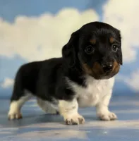 Akc Rory PRA clear chic certified parents, a female Miniature Dachshund for sale in East Sparta, OH – 4 of 6