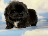 Akc pretzel DNA OFA GC sired, a male Pekingese for sale in East Sparta, OH – 9 of 9