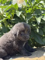 Phoebe DNA OFA, a female Newfoundland for sale in Canton, OH – 4 of 4