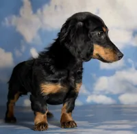 Quinn Akc LH tiny female , a female Miniature Dachshund for sale in Canton, OH – 2 of 3