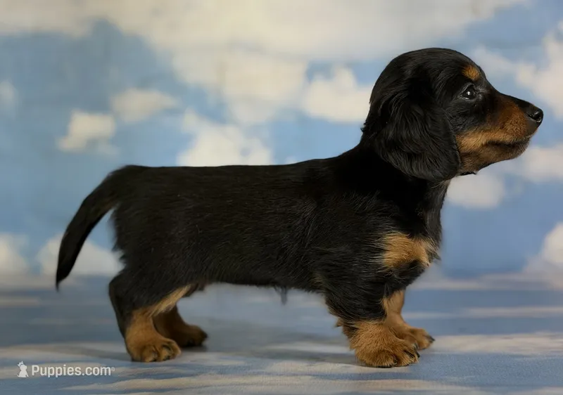 Akc petunia LH DNA OFA – Miniature Dachshund puppy for sale in Canton, OH