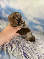 ACA lux LH DNA clear chic parents , a male Miniature Dachshund for sale in Canton, OH – Photo 1 of 7