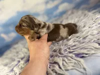 ACA lux LH DNA clear chic parents , a male Miniature Dachshund for sale in Canton, OH – Photo 4 of 7