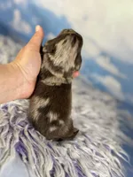 ACA lux LH DNA clear chic parents , a male Miniature Dachshund for sale in Canton, OH – Photo 5 of 7