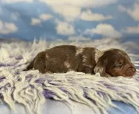 ACA lux LH DNA clear chic parents , a male Miniature Dachshund for sale in Canton, OH – Photo 3 of 7