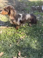 Akc panther LH DNA OFA, a male Miniature Dachshund for sale in Canton, OH – 7 of 8
