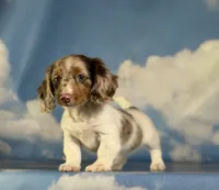 Akc marigold-PRA clear , a female Miniature Dachshund for sale in East Sparta, OH – 3 of 6