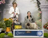 Akc Phoenix DNA OFA GC sired , a female Pekingese for sale in Canton, OH – 4 of 8