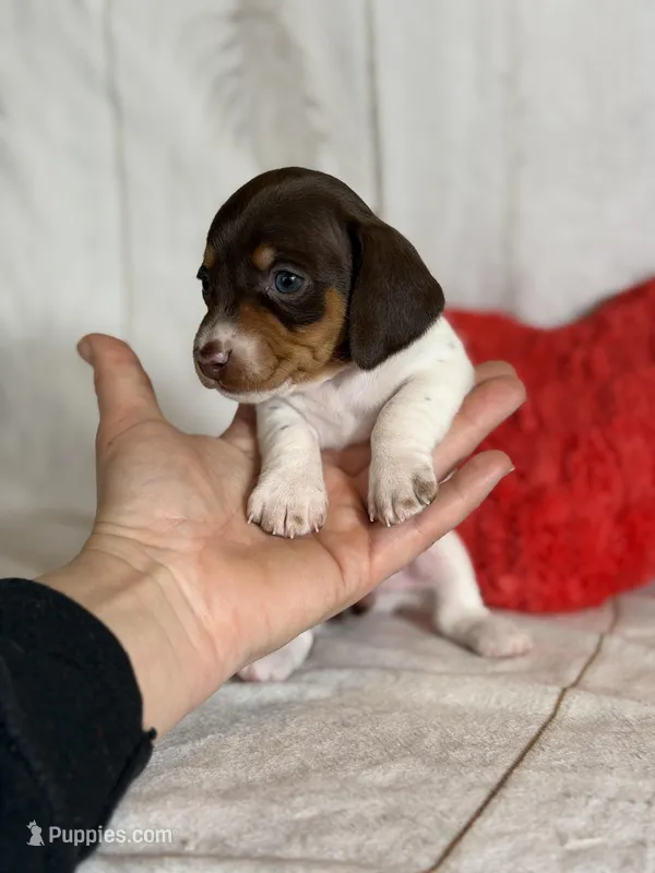 AKC Fiona-DNA OFA SH 