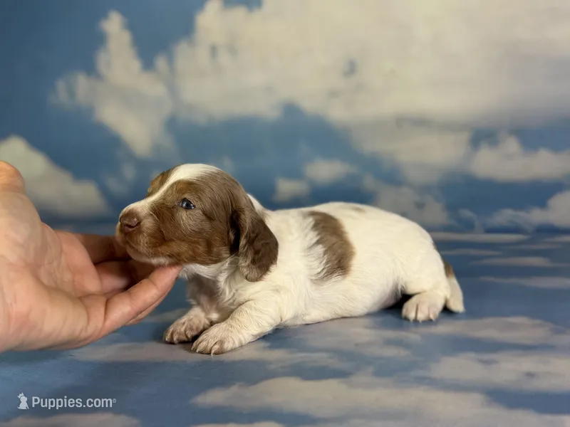 Plum Dappled pied LH ICA Chic Parents – Miniature Dachshund puppy for sale in Canton, OH