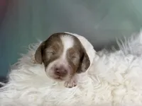 Plum Dappled pied LH ICA Chic Parents, a female Miniature Dachshund for sale in Canton, OH – Photo 5 of 9