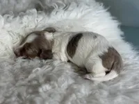 Plum Dappled pied LH ICA Chic Parents, a female Miniature Dachshund for sale in Canton, OH – Photo 1 of 9