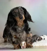 Plum Dappled pied LH ICA Chic Parents, a female Miniature Dachshund for sale in Canton, OH – Photo 7 of 9